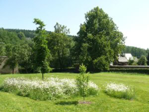 grüne Wiese, Bäumen und Blumen, idyllisch und naturverbunden