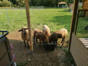 fressende Barbados Schafe